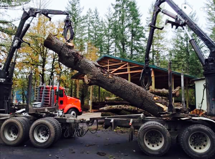 walnut log recovery project